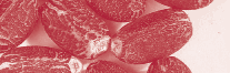 Jatropha